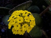 Abronia latifolia - Sand Vebena 14-9508_1